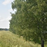 Шекснинское шоссе