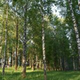 улица Сеченова