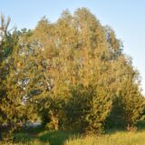 Шекснинское шоссе